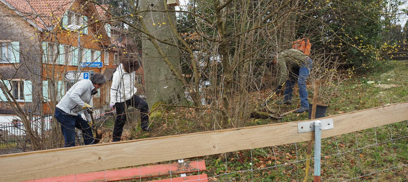 Heckenpflanzung beim Spital Herisau