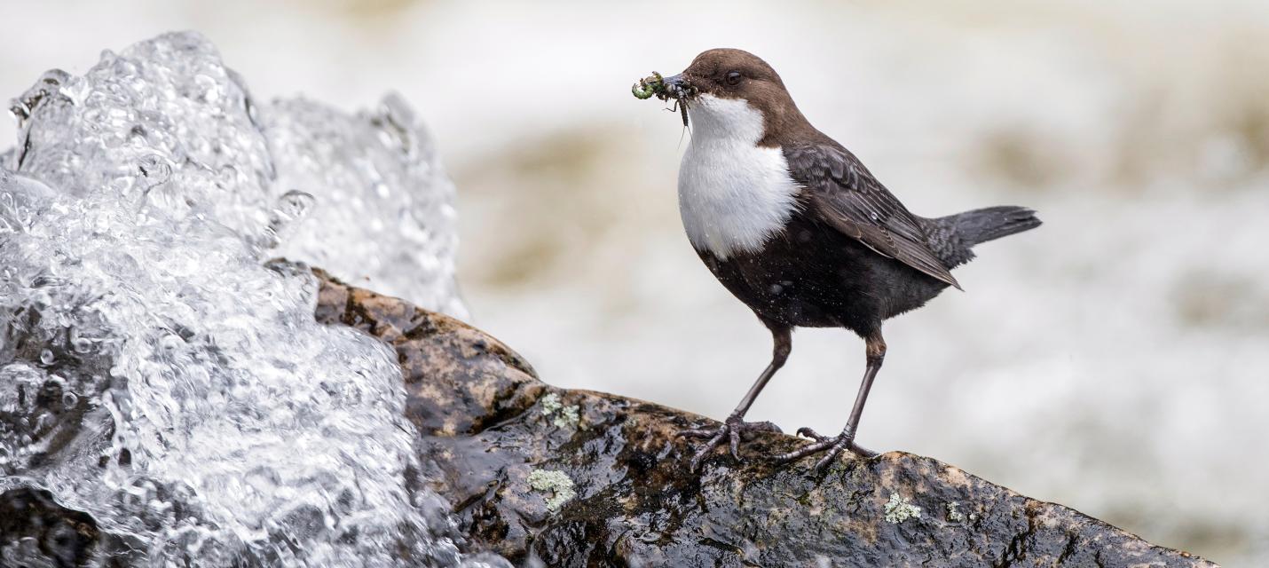 Wasseramsel ruht auf einem Stein im Bach