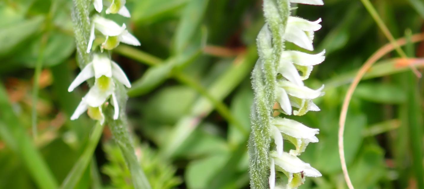 Blühende Herbst-Wendelähren im Herbst 2025