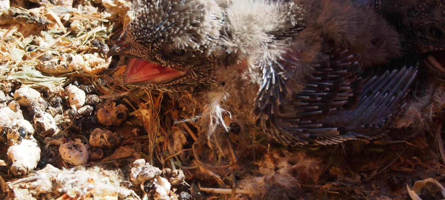 junger Alpensegler in der Nisthilfe auf dem Spital Herisau